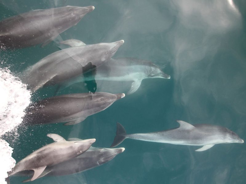 dolphins riding the bow wave