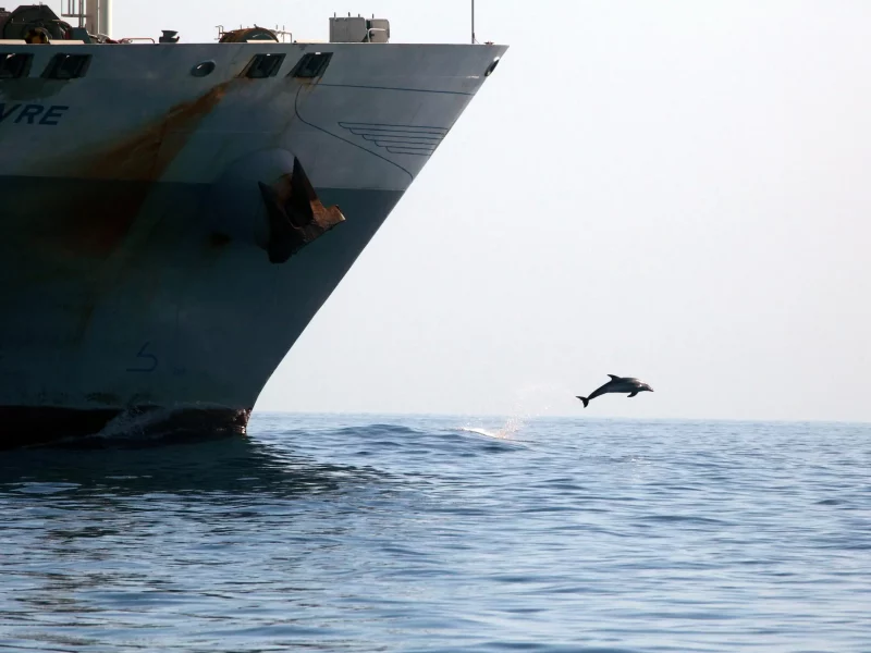 dolphin leaping from ship bow wave